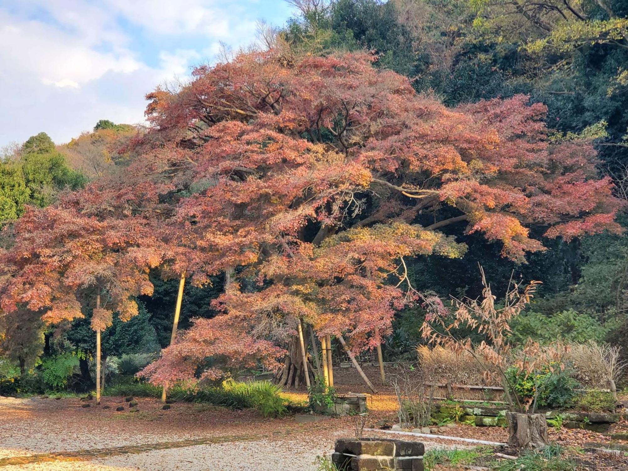 甘糟屋敷 Amakasu Yashiki Kamakuraヴィラ エクステリア 写真